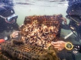 billion oyster project