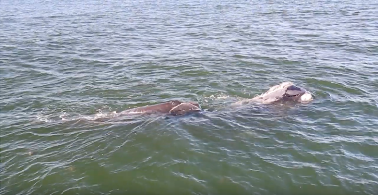 NORTH ATLANTIC RIGHT WHALE CALVES BORN!