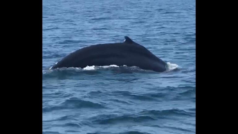 CRIES OF “SAVE THE WHALES” MUST BE LOUDER THAN SEISMIC BLASTS