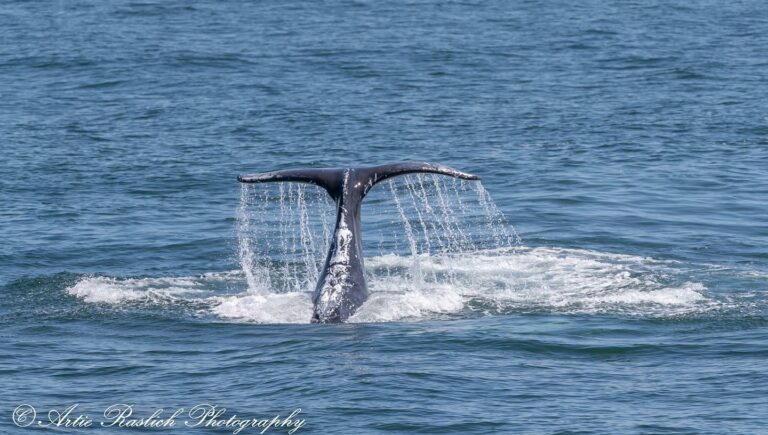 GOTHAM WHALE’S PETITION TO STOP THE OMEGA SLAUGHTER OF MENHADEN