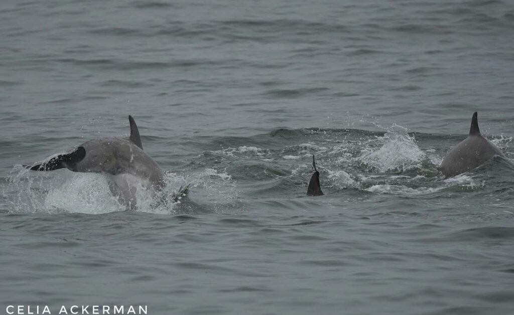 GOTHAM WHALE’S PETITION TO STOP THE OMEGA SLAUGHTER OF MENHADEN