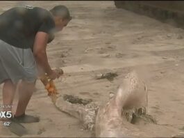 WHALE MEMORIAL CEREMONY IN EAST HAMPTON