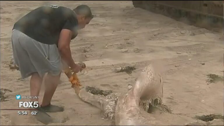 WHALE MEMORIAL CEREMONY IN EAST HAMPTON