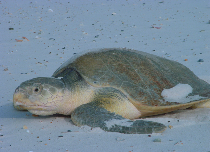 Kemp’s ridley sea turtle at Bon Secour Photo courtesy: U.S. Fish and Wildlife Service Southeast Region