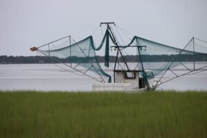 loggerhead turtle net