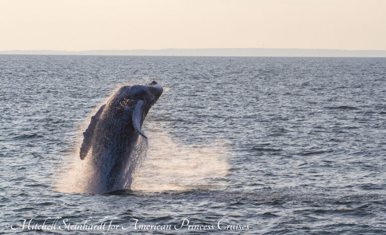 WANTED!  CITIZEN SCIENTISTS FOR THE GOTHAM WHALE CATALOG