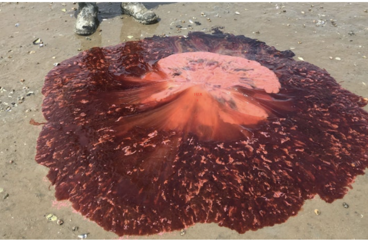 five-foot long Lion's Mane Jellyfish
