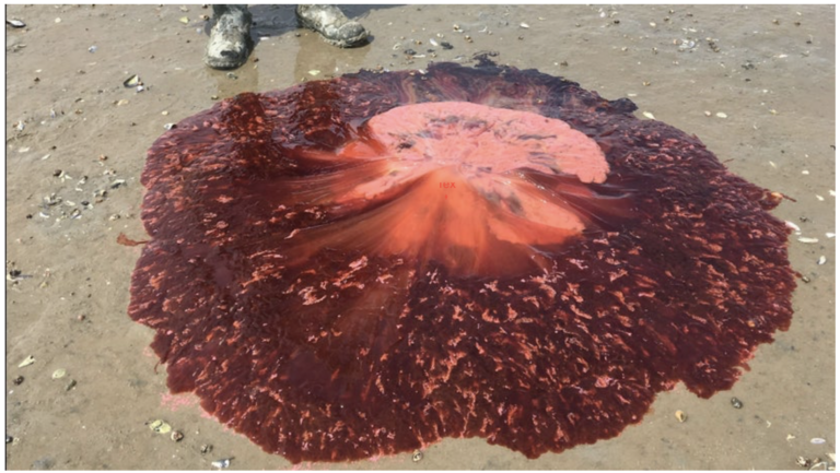 five-foot long Lion's Mane Jellyfish