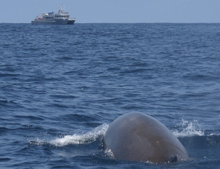 USS COLE RECEIVES ORDERS TO TRACK MIGRATORY CUVIER’S BEAKED WHALES