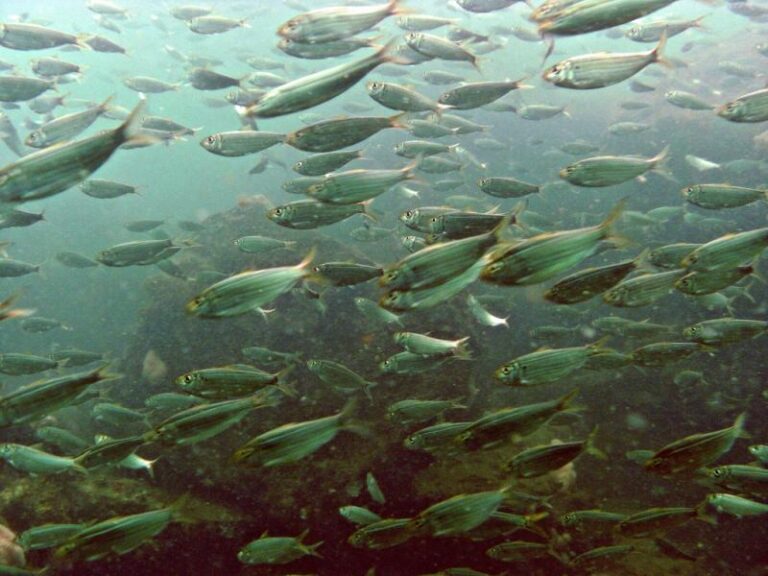 IF YOU LIKE MANHATTAN, YOU’LL LOVE MENHADEN (for fishing around NY Harbor)