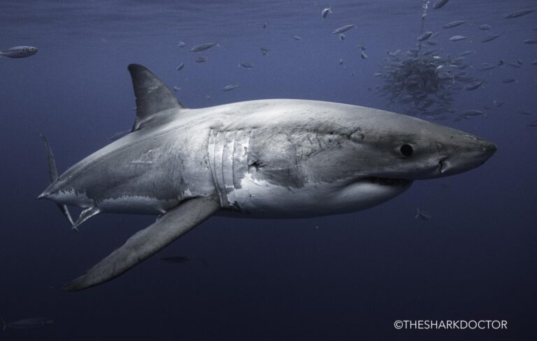 Shark Research in the New York Bight with Dr. Craig O’Connell